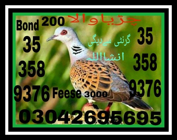 Guess Papers All Prizebond